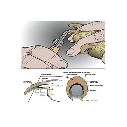 Pets Nail Clipper with Filer For Dogs & Cats